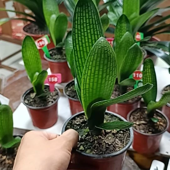 当前无花朵，栽培后可花朵花脸123456