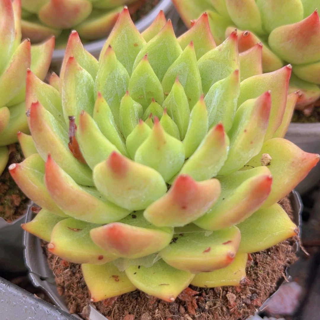 雪山珍妮9898888888888888