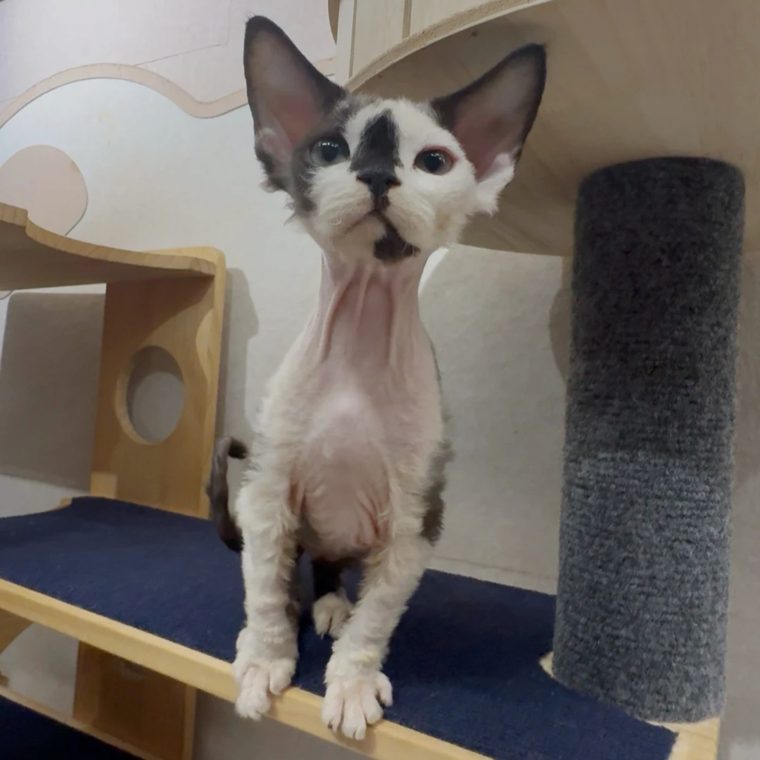 一休德文卷毛猫|脸版优秀的黑白花脸弟弟