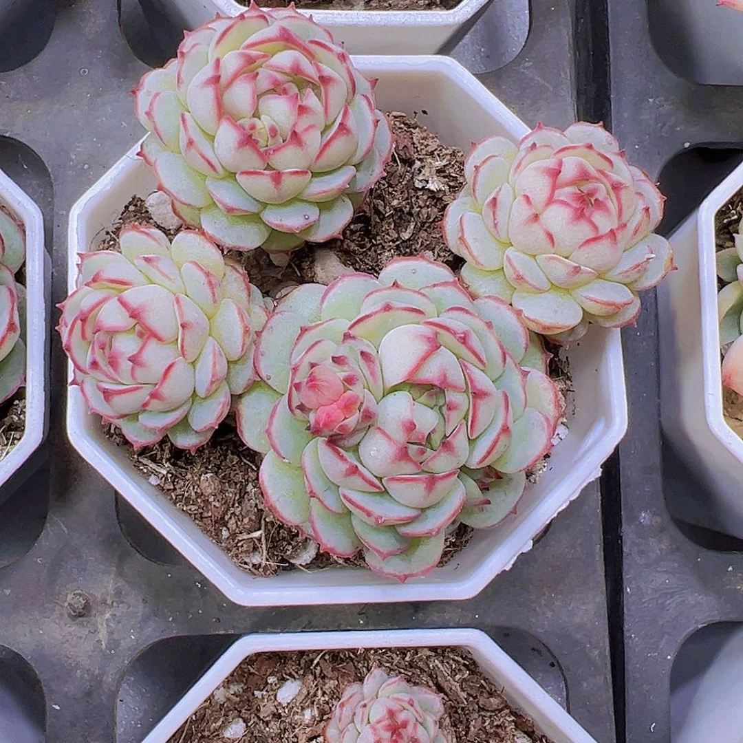 小红船带盆带土19包邮