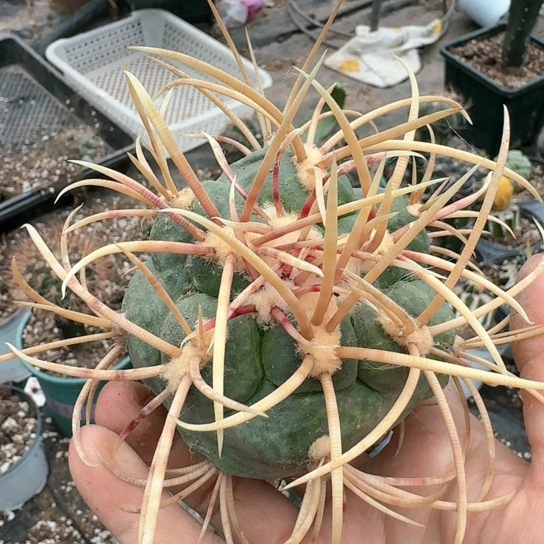 【闪购商品】无花朵高木非冠龙