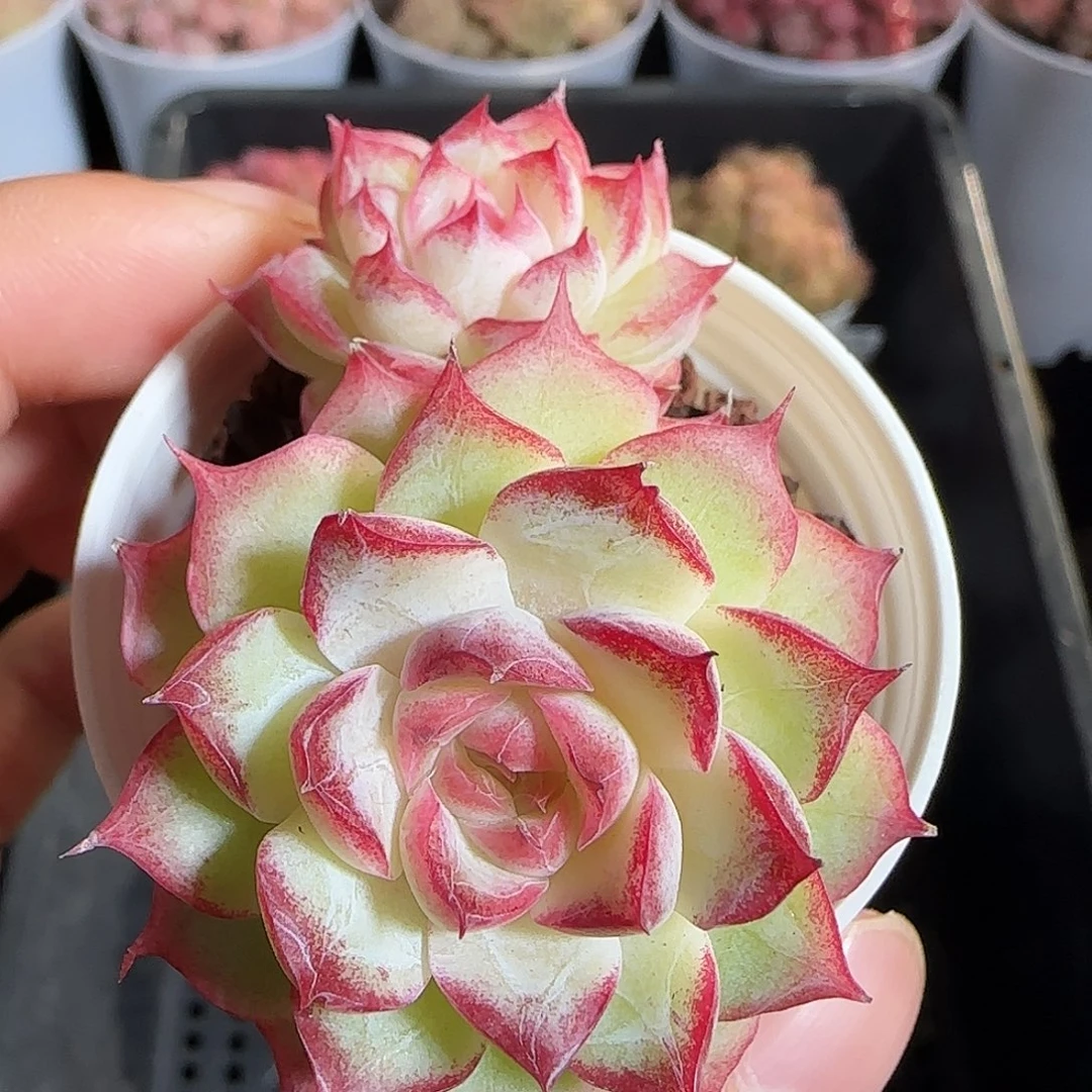 多肉1219-85女王玫瑰