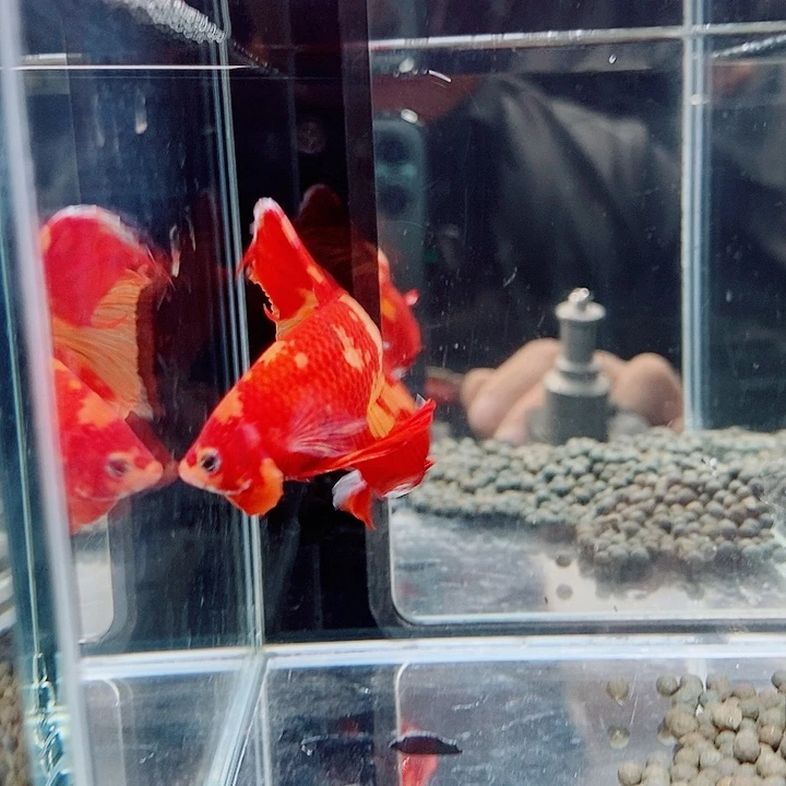 @***川斗鱼黑154号巨斗半月