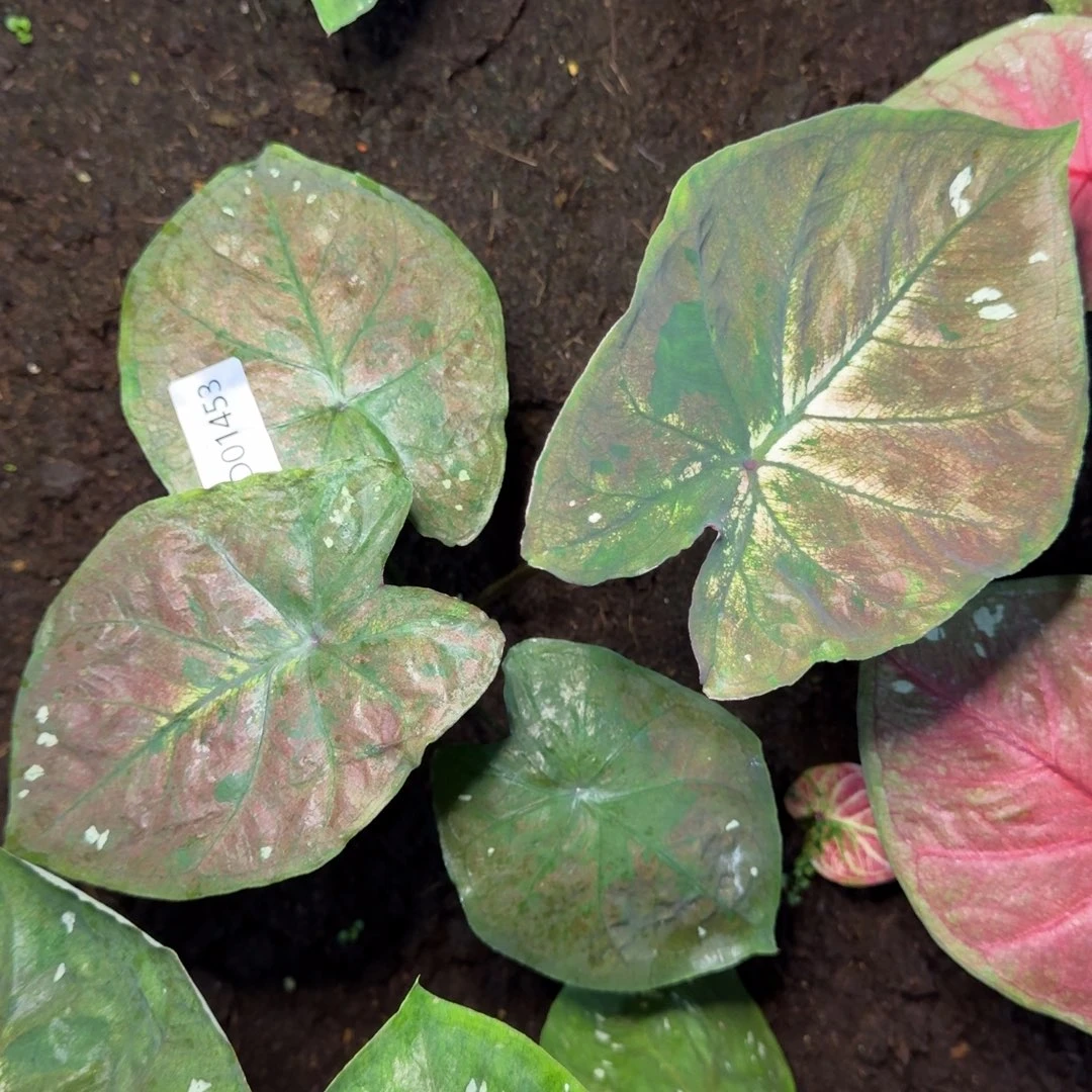 无花朵海王寄养01553