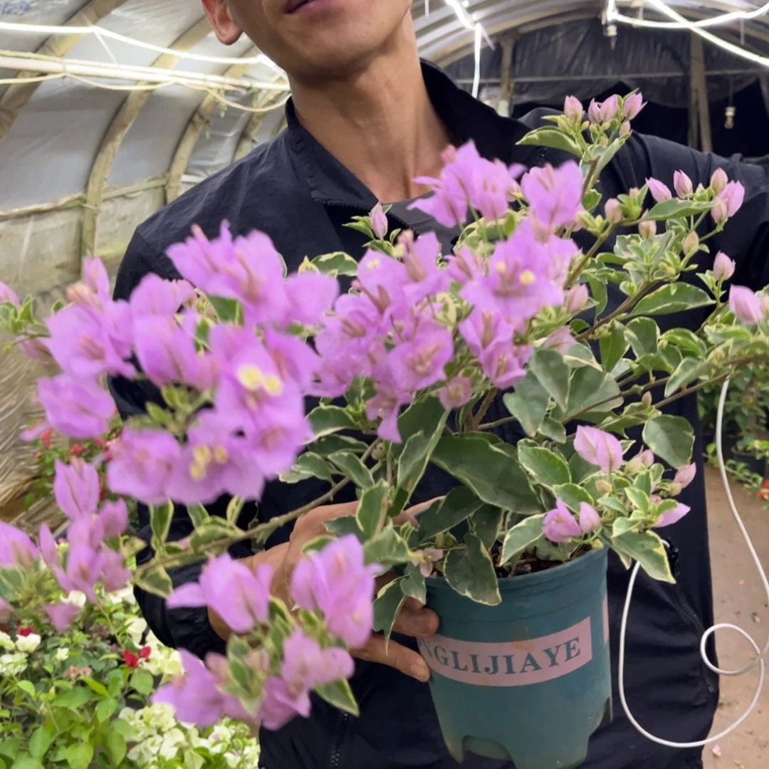 完全开放（斑叶苹果花）三角梅会落花落叶会光杆苗有大有小