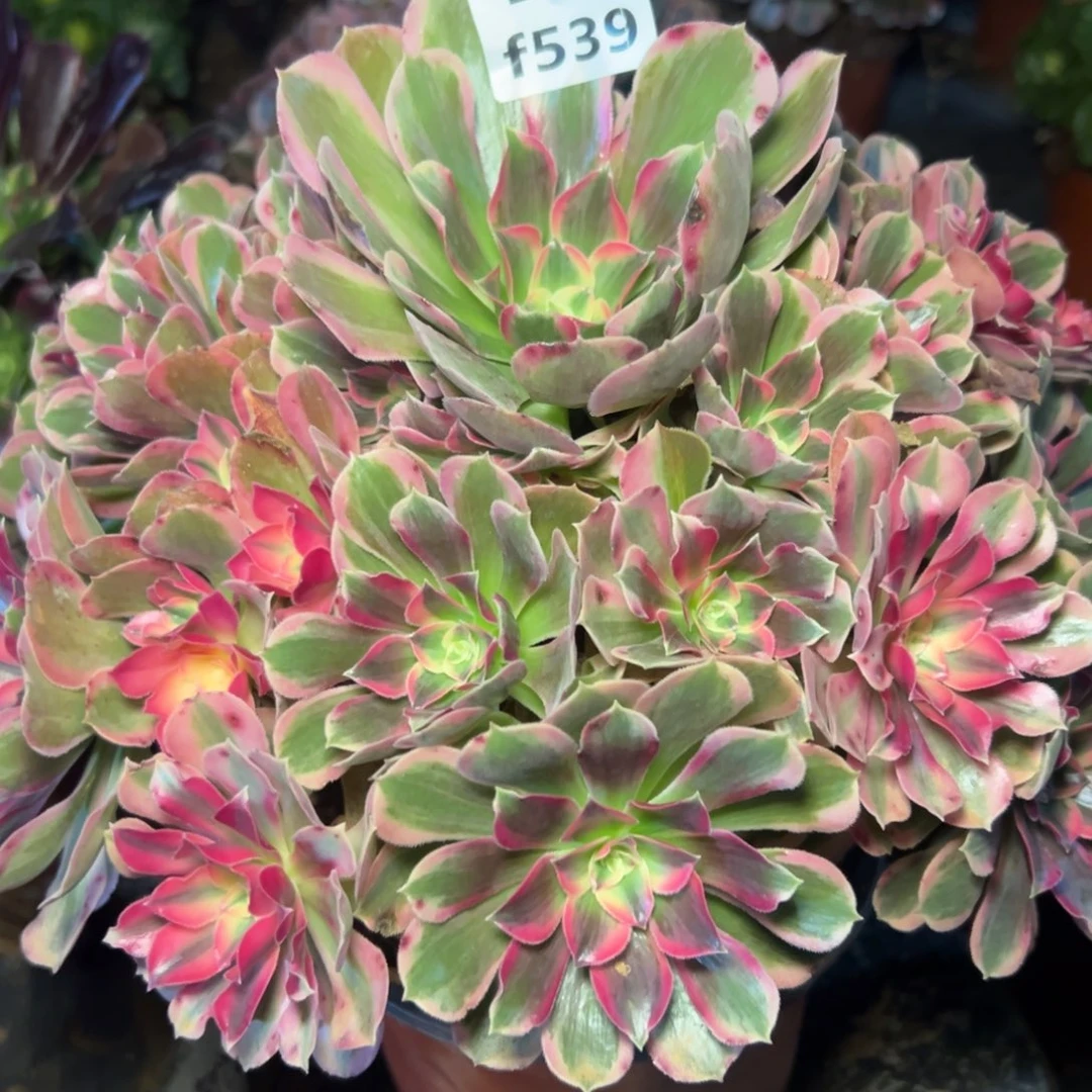 539男神，满20包邮嘟叮熊