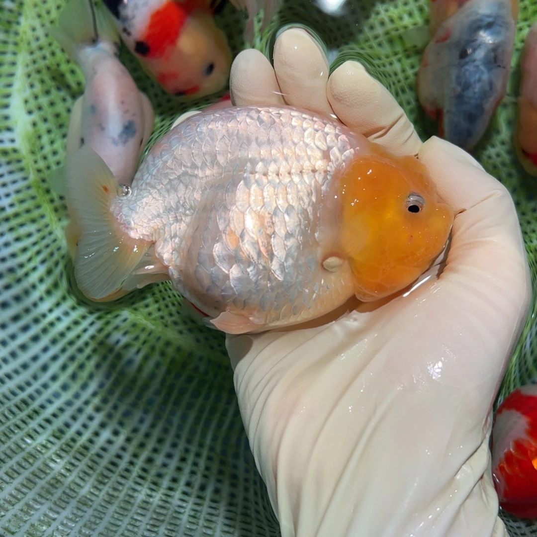 金鱼买够三条顺丰包邮陆运