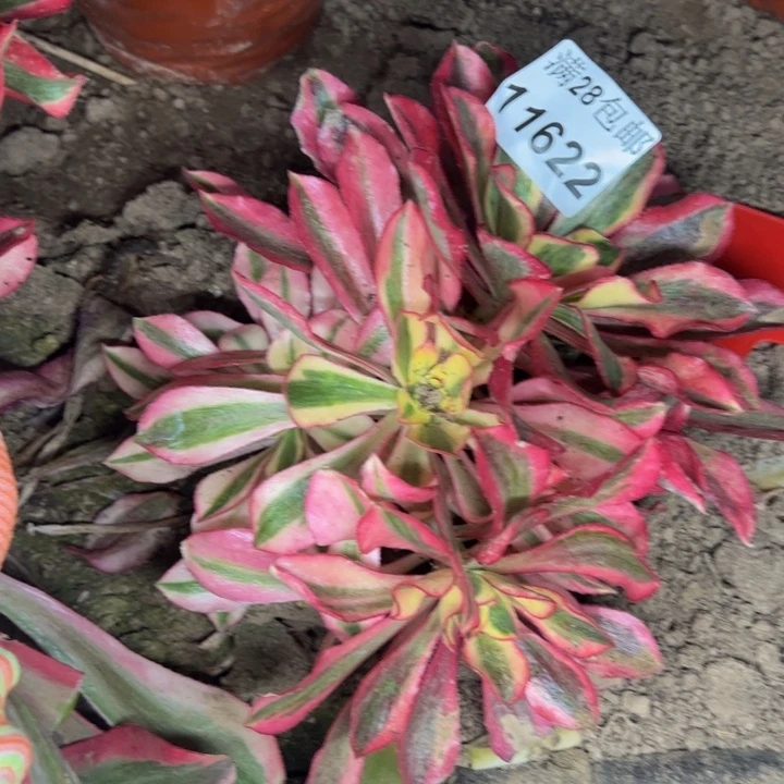 11622南魅影多肉植物