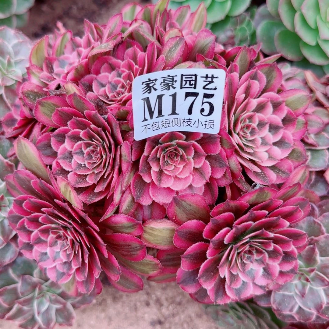 白月光法师175冠幅16
