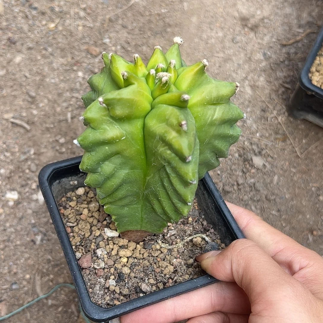 森***王实生鸾凤玉一物一拍