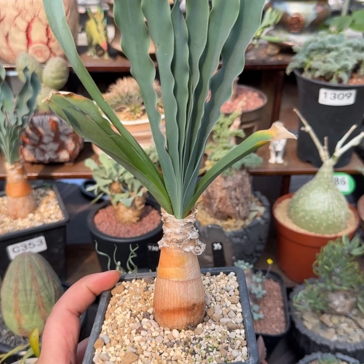 巨凤之卵1400 （满28包邮）