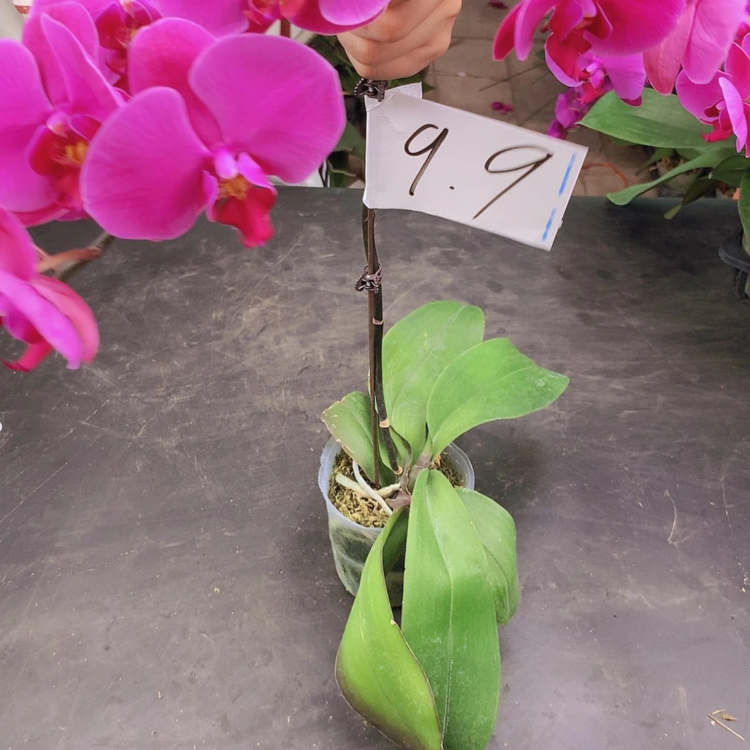 完全开放精品蝴蝶兰10