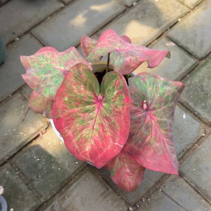 泰国彩叶芋21-0819
