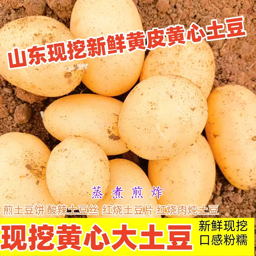 新鲜黄皮黄心土豆农家现挖洋芋粉糯香甜蔬菜