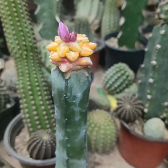 仙人球龙神木嫁接黑牡丹锦