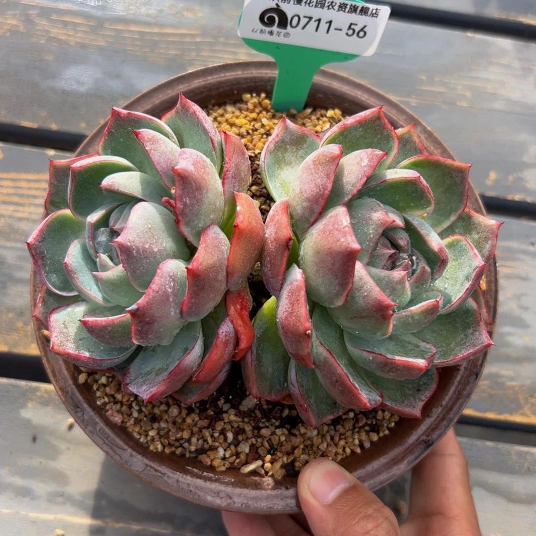 多肉一物一拍0711-56