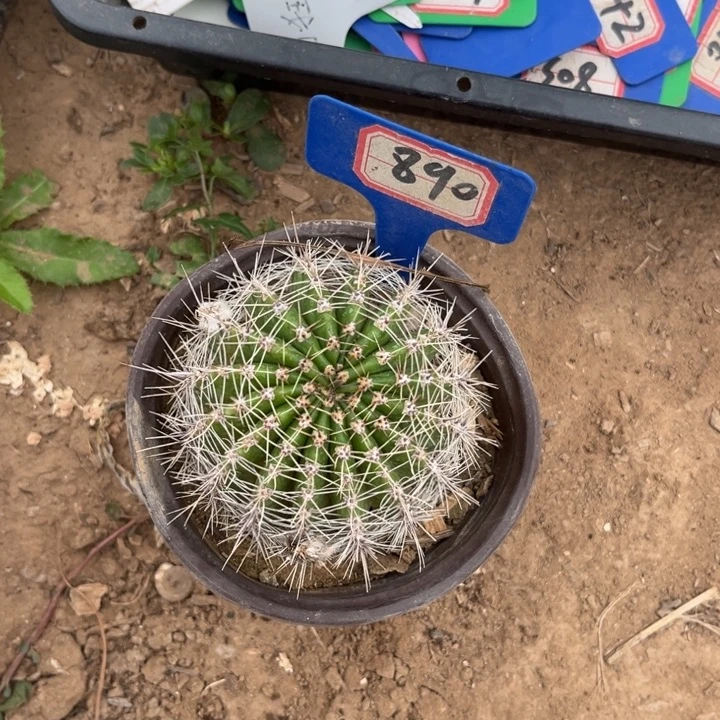 静***心890，品种彩草千层酥