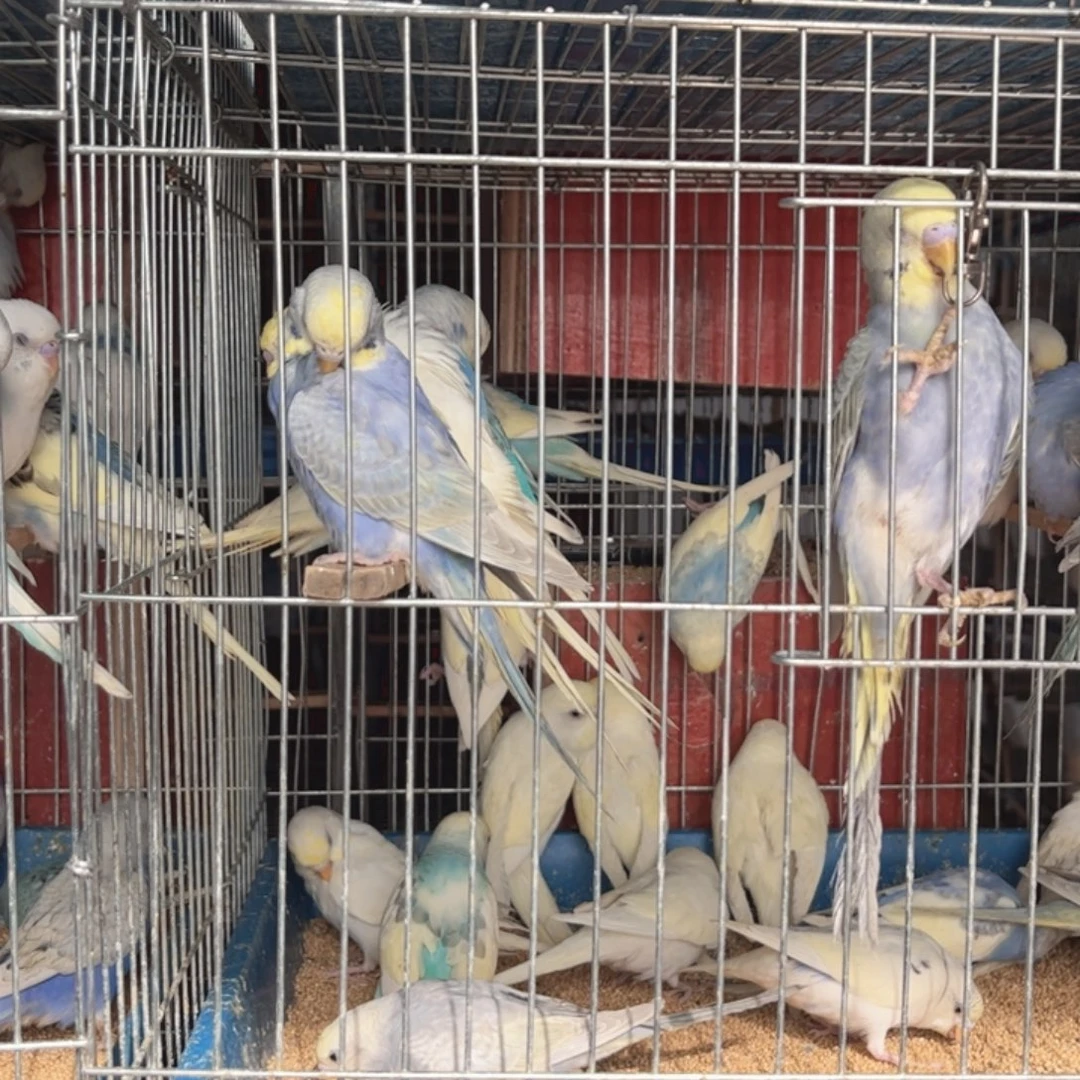 心***）虎皮鹦鹉我们的生活方式