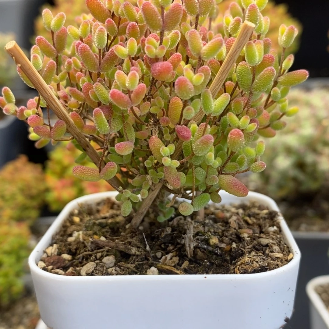 6号蜜橘糖球多肉