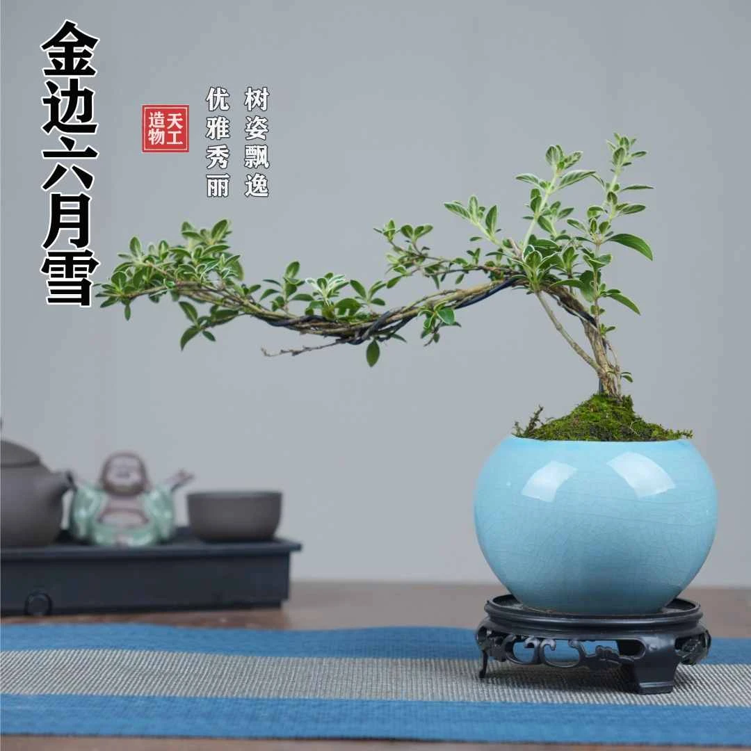 金边六月雪悬崖盆景办公室绿植常青中式意境造型茶室陶瓷室内飘枝