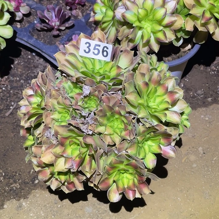 多肉植物断枝不包356韶华