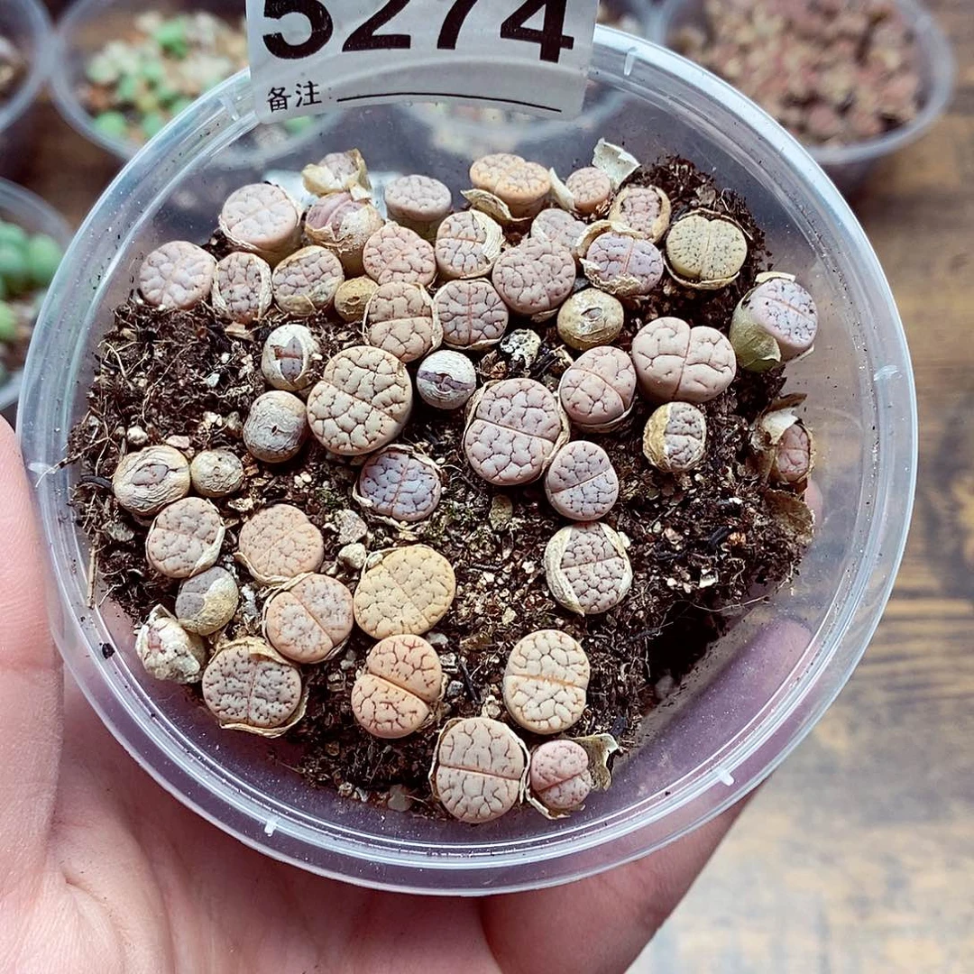 5274荒玉啊啦啦啦呜呜