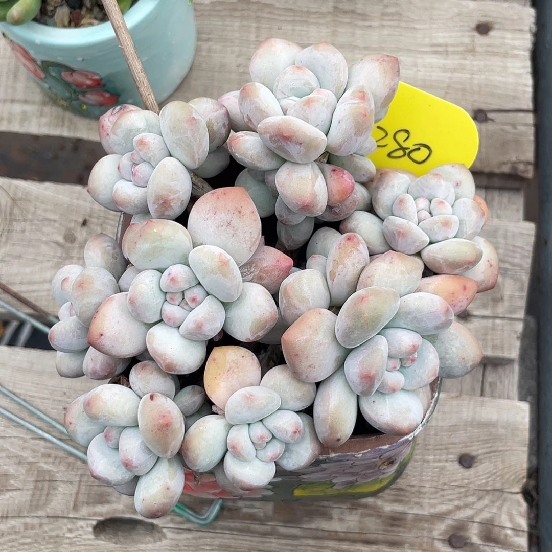 奶酪香水多肉植物280