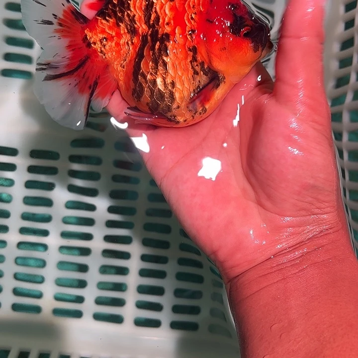 金鱼包邮1123456789