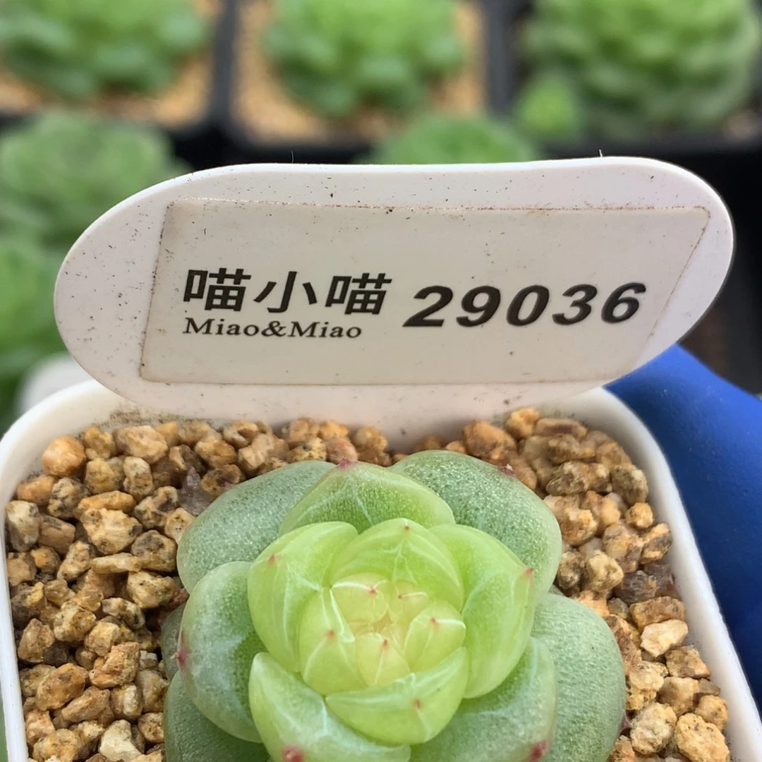 多肉植物杂交珍妮