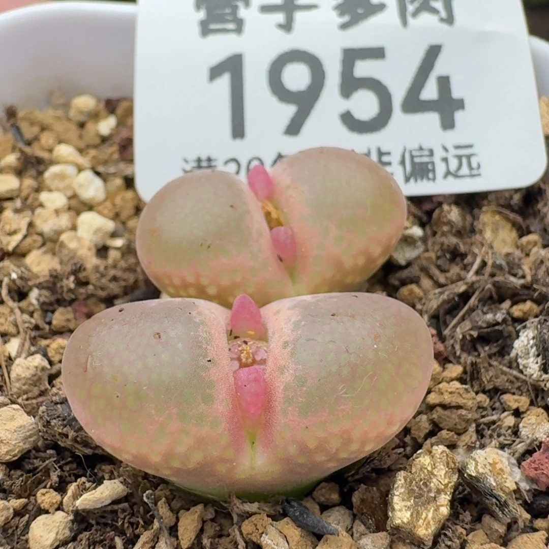 带盆土红风铃