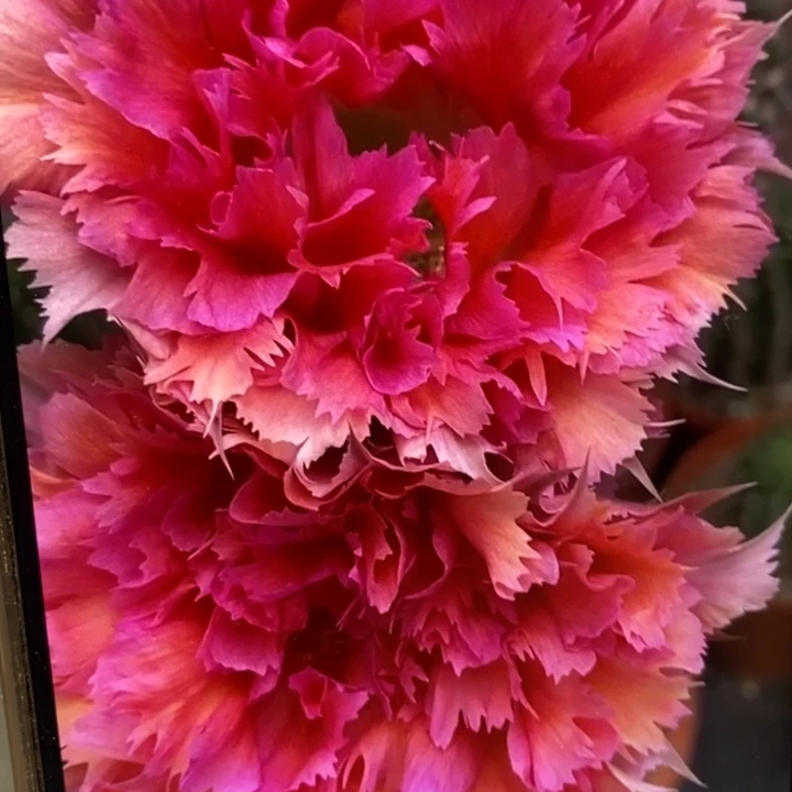 彩草羽毛2号带根5公分左右