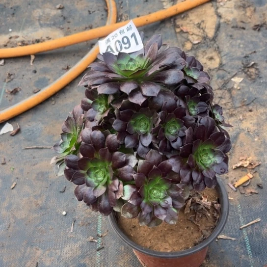 091黑魔法师不包断枝