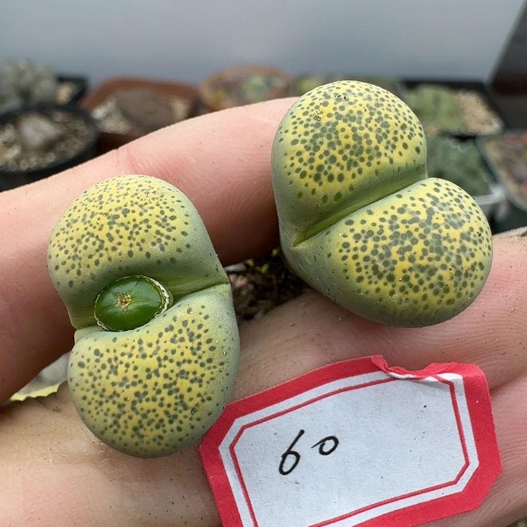 60多肉哈哈哈哈哈哈哈