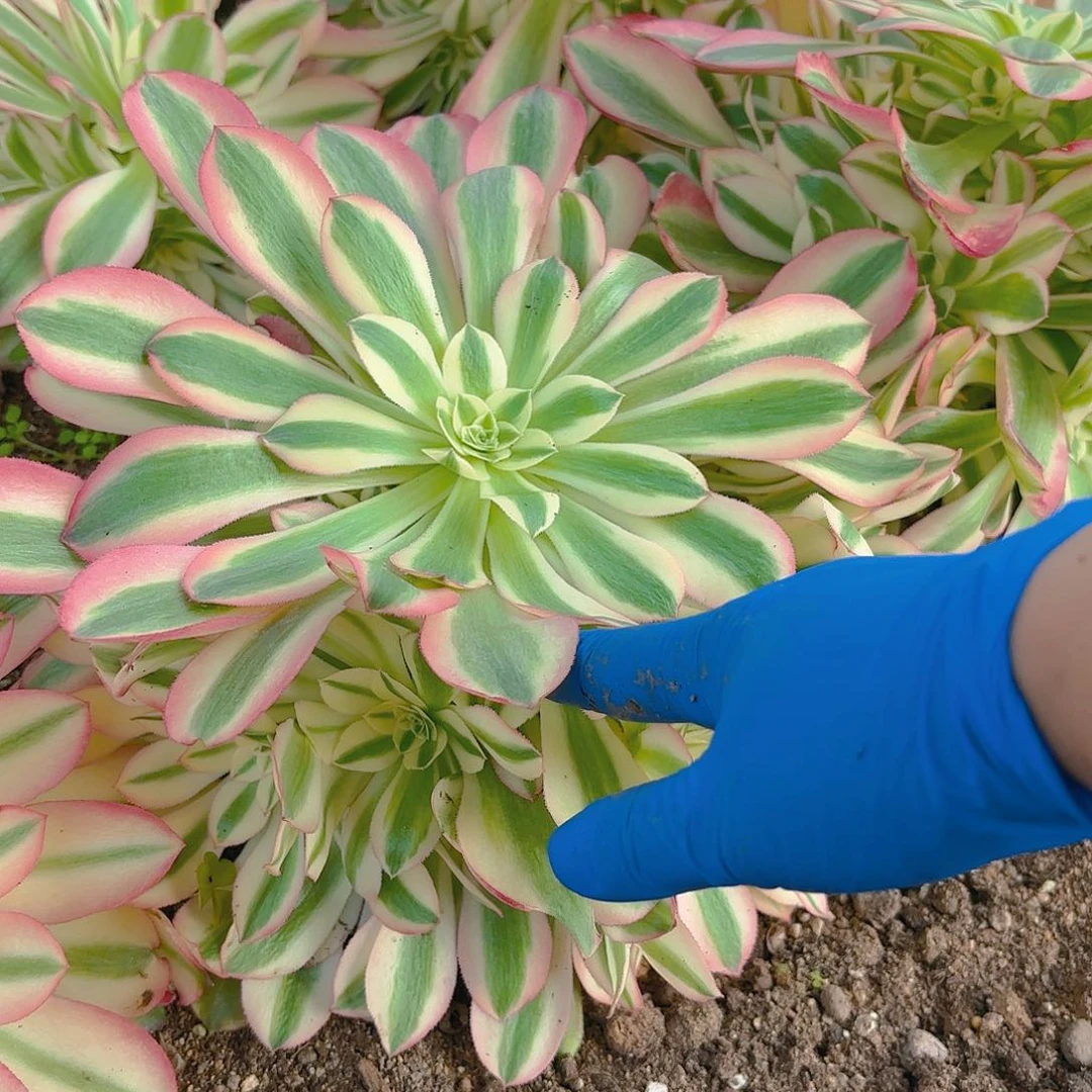 香妃手捧多肉植物