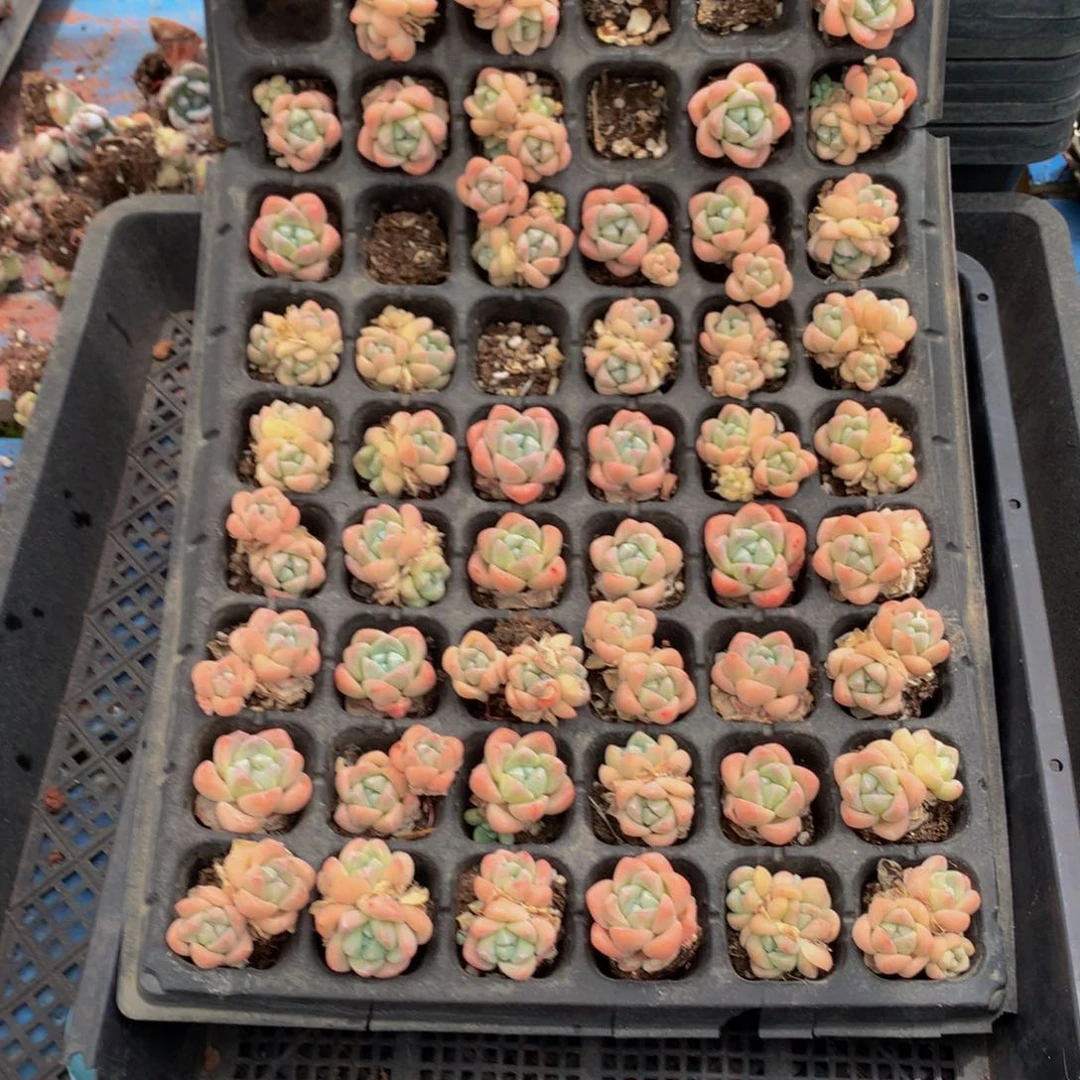 冰玉50个单双混发