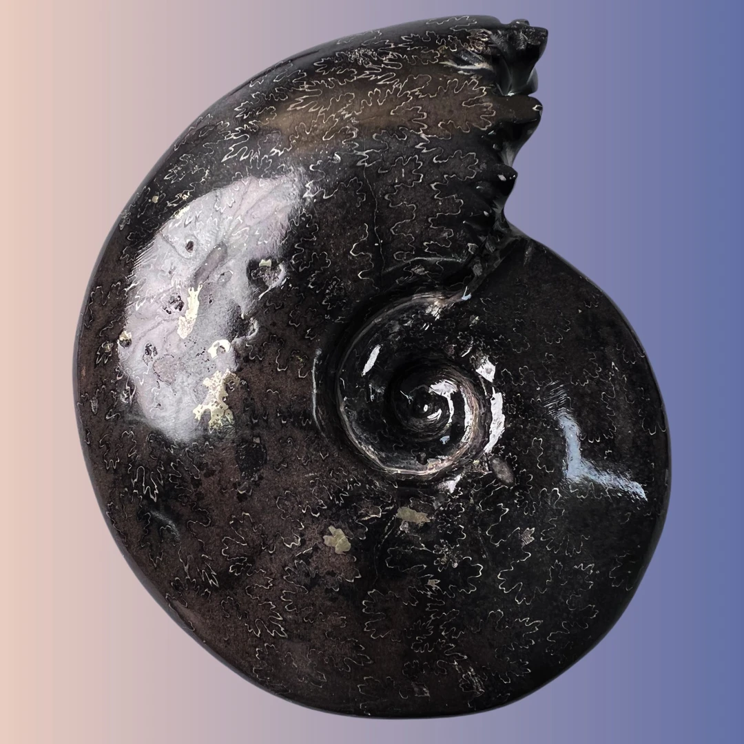 【 叶菊石（黑金刚-碳化）】尺寸129.7mm 玉化 马达加斯加 古贝壳 C1