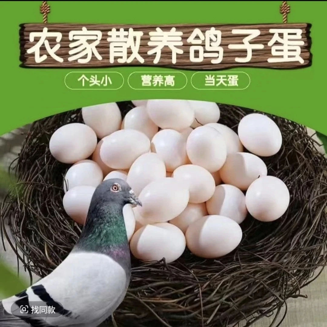鸽子蛋信鸽蛋新鲜的