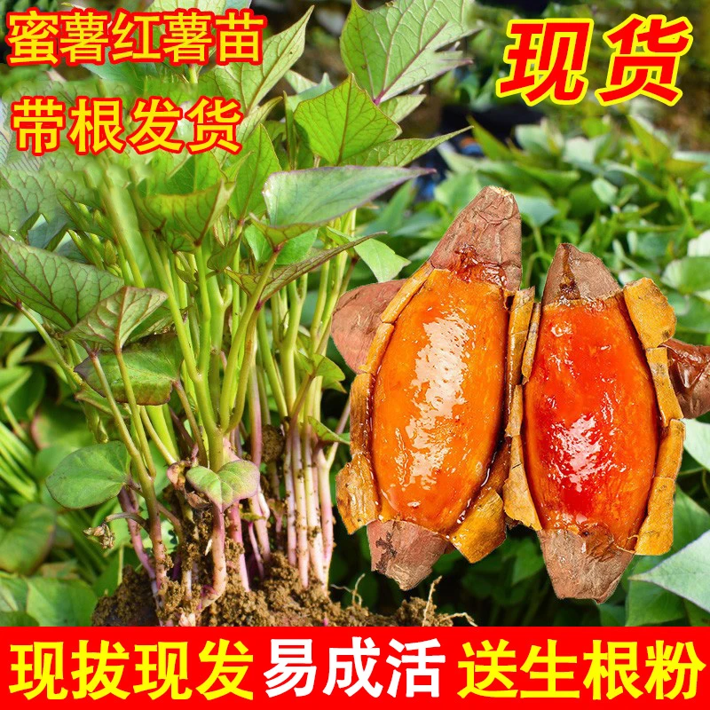 【流油蜜薯苗】烤地瓜秧苗蜜薯板栗薯番薯苗地瓜苗原种脱毒红薯秧苗