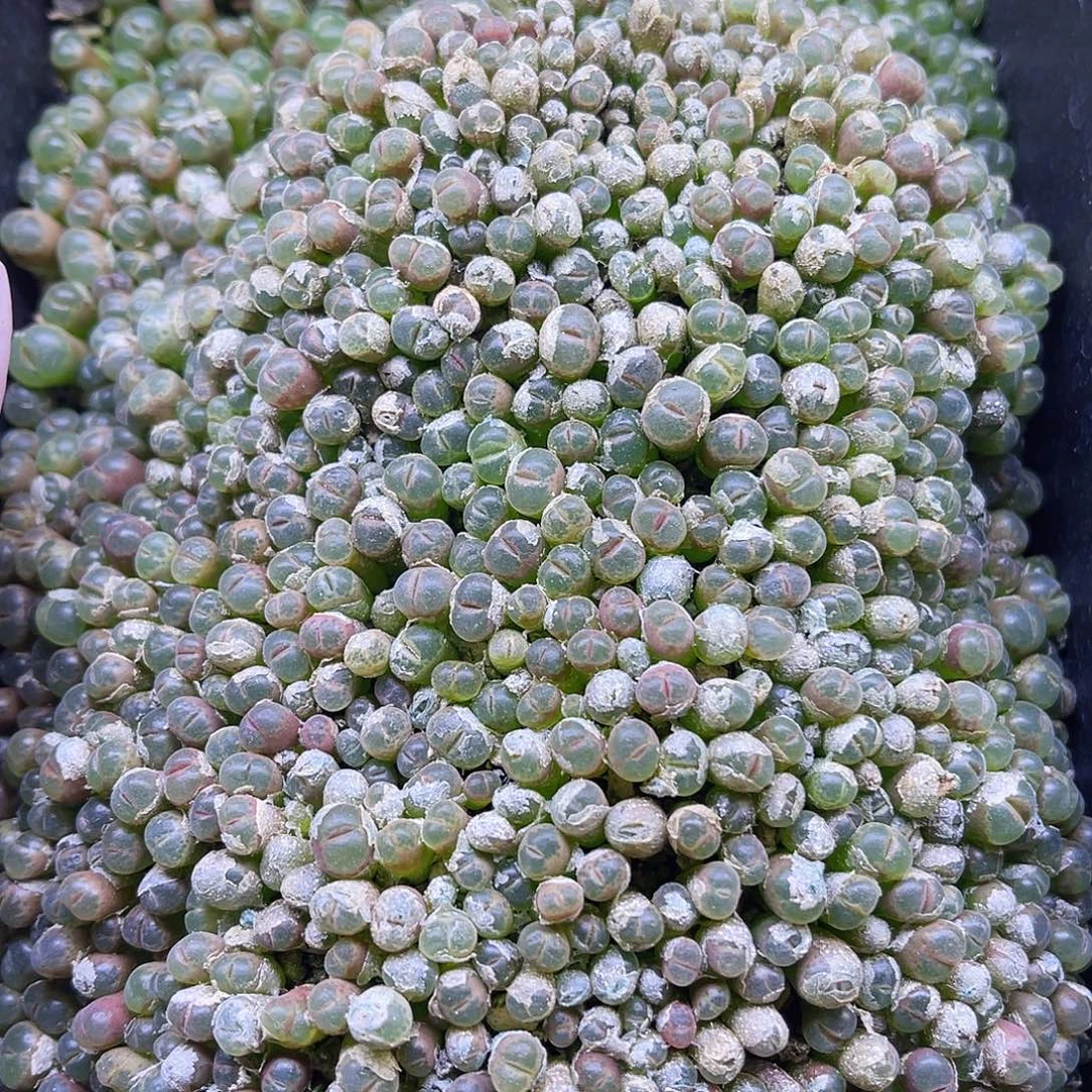 一年以上安格尼斯之眼单颗价