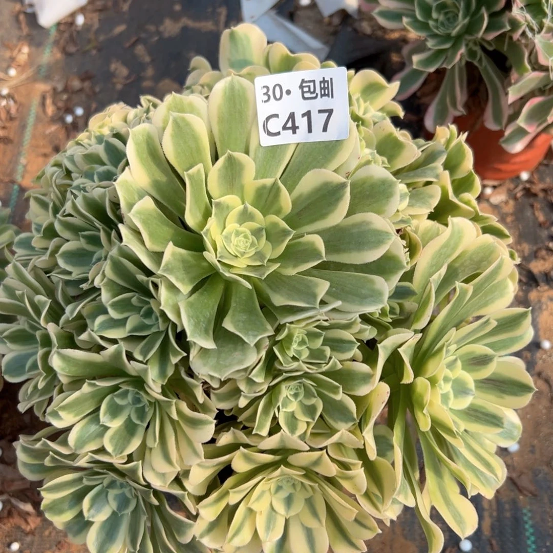 417绿豆沙多肉法师