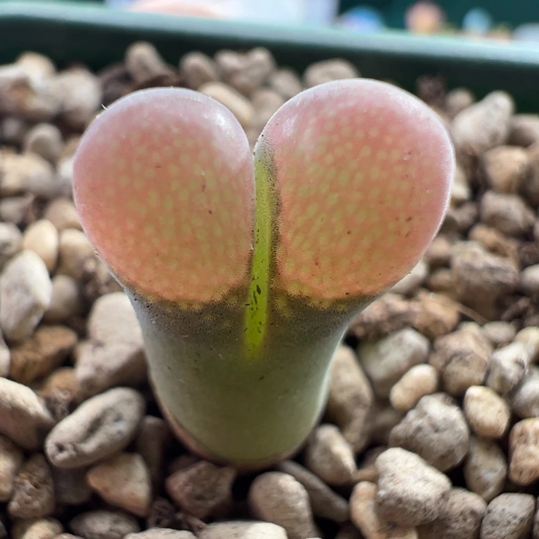 w7.6。1855。 优选青蛙2.5年pv1089特鼓窗