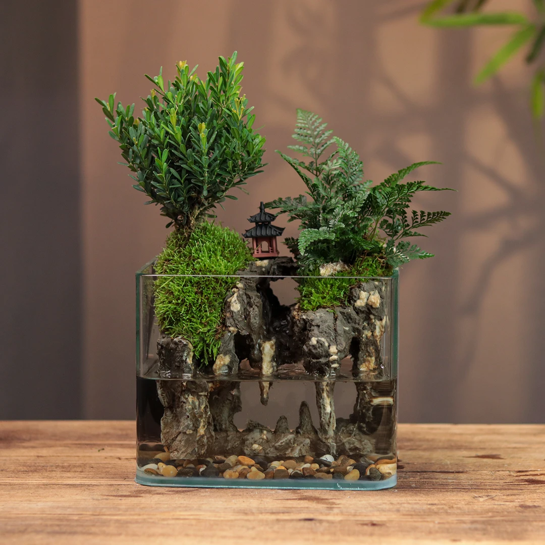 【水帘洞2.0】--老桩黄杨尾蕨室内桌面成品绿植微景观20*14*16