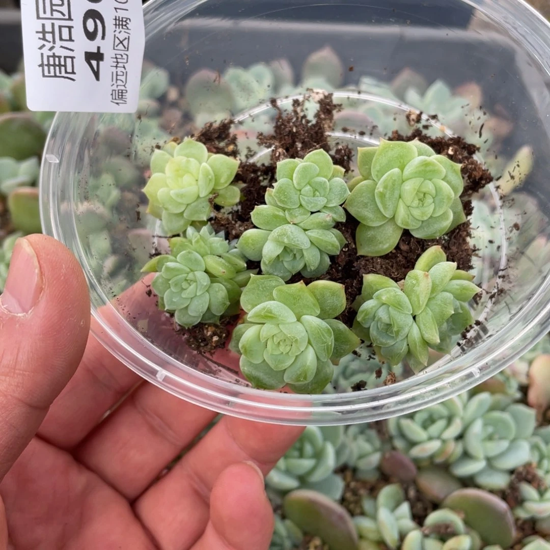 泼天财富一物一拍490..