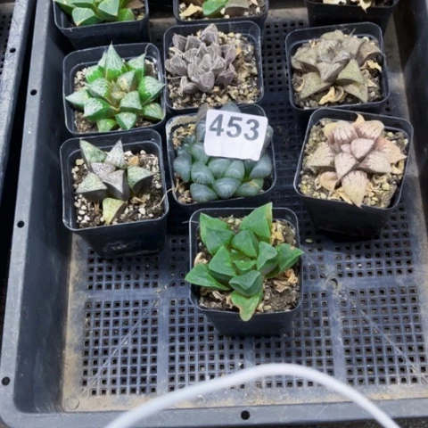 453寿一物一图如图