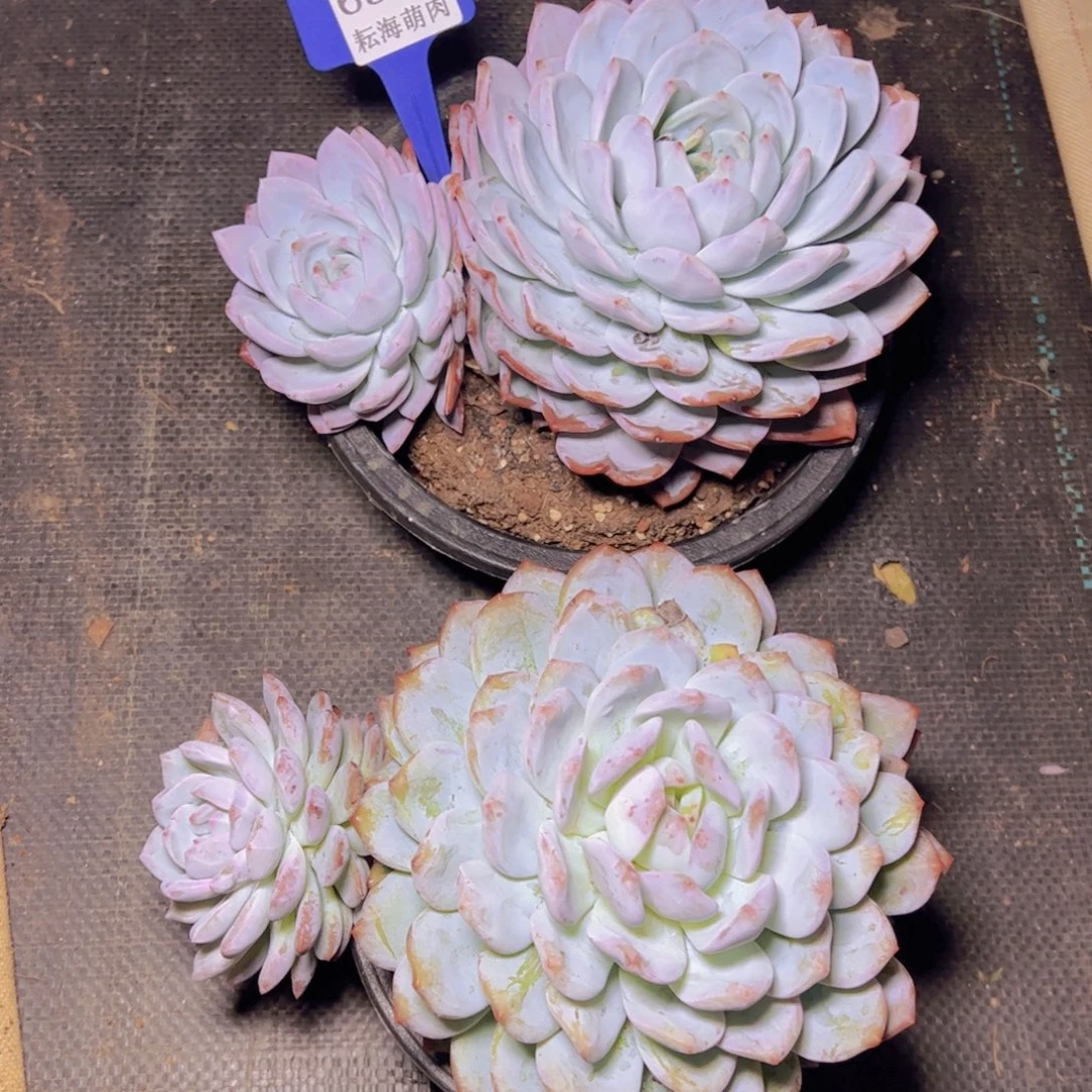 淡****橙子6556多肉植物2颗