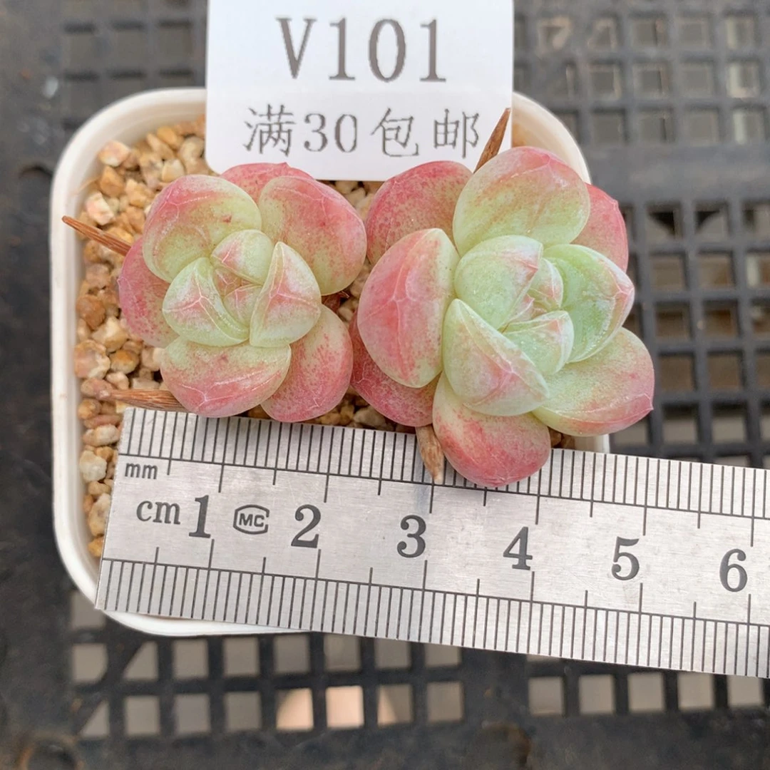 101小树冰玉单头冠服4.5