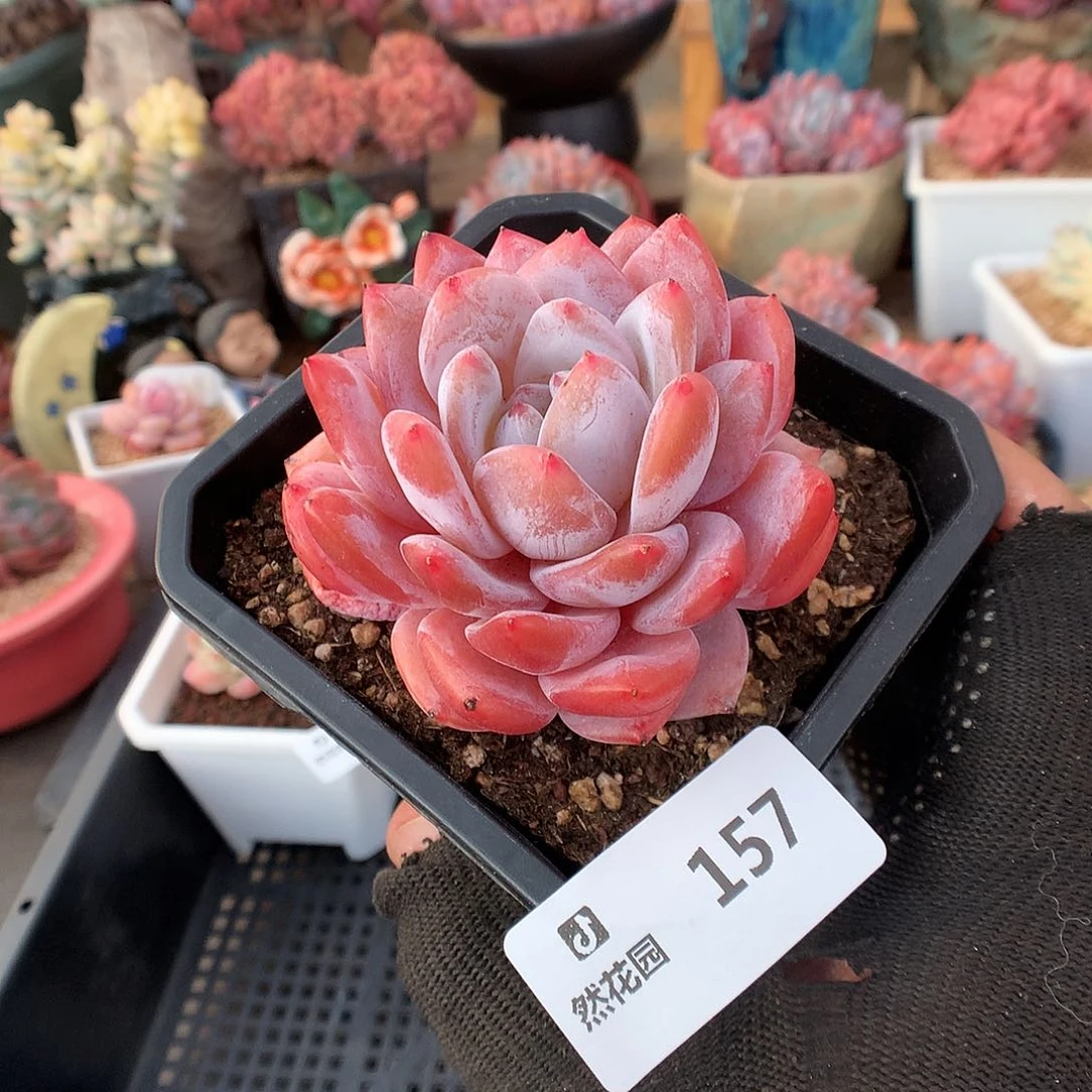 157雪天使多肉植物6666