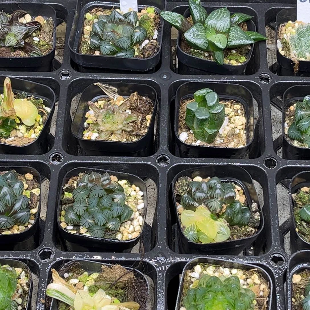50 脱土包邮8颗福利