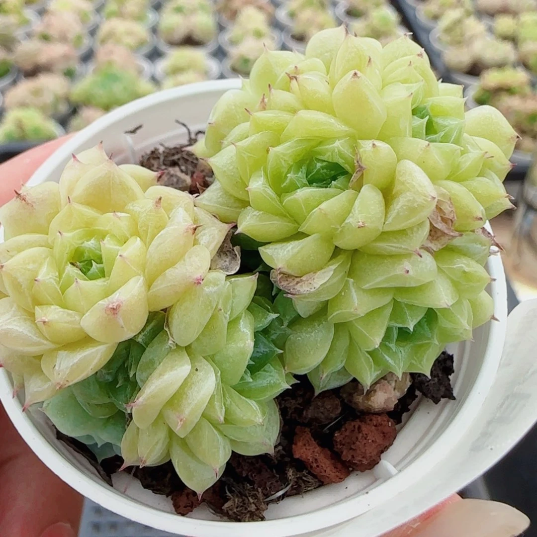 花语逸镜0629-66散