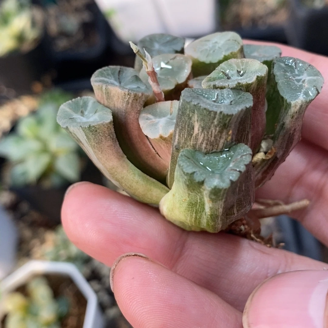 一颗万象锦 元旦福利